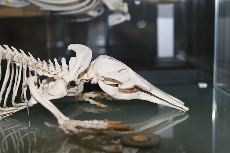 File:Platypus skeleton2.jpg