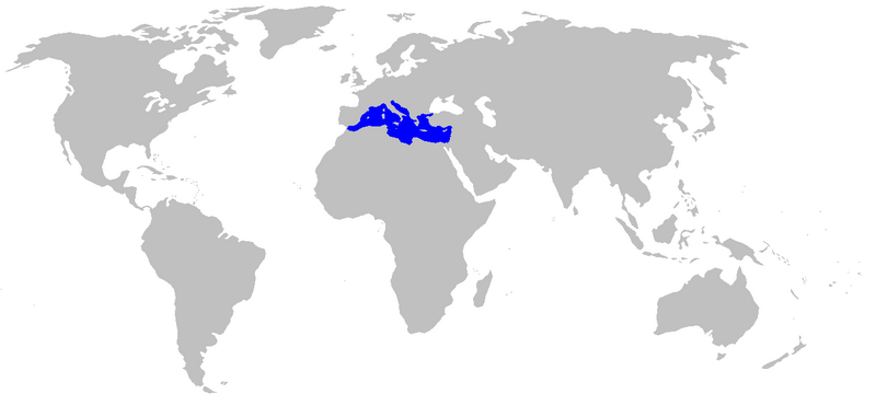 File:Posidonia oceanica range.PNG