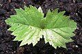 Rock elm Ulmus thomasii germinating