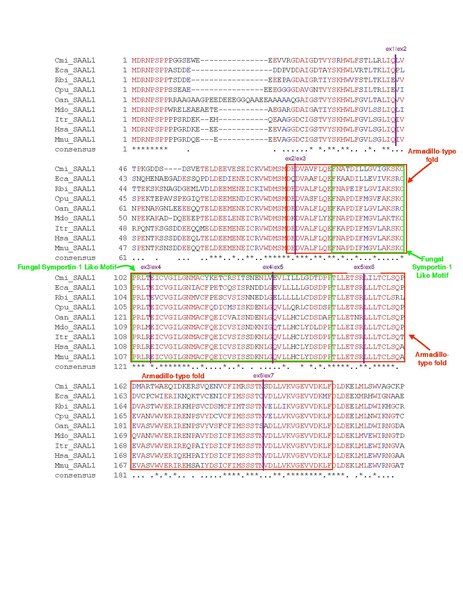 File:SAAL1 Strict MSA.pdf