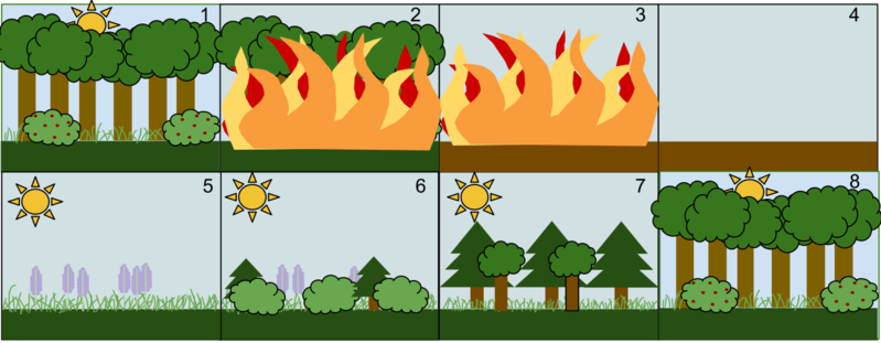 File:Secondary Succession.png