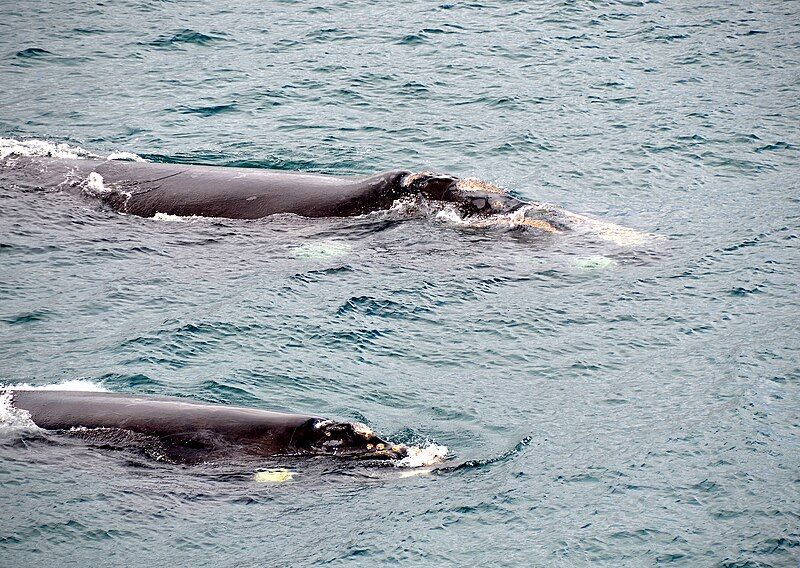 File:Southern Right Whales.jpg