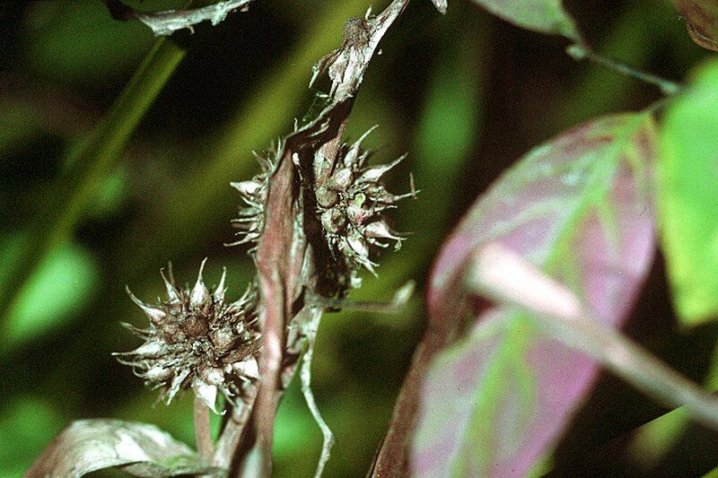 File:Sparganium americanum NRCS-1.jpg