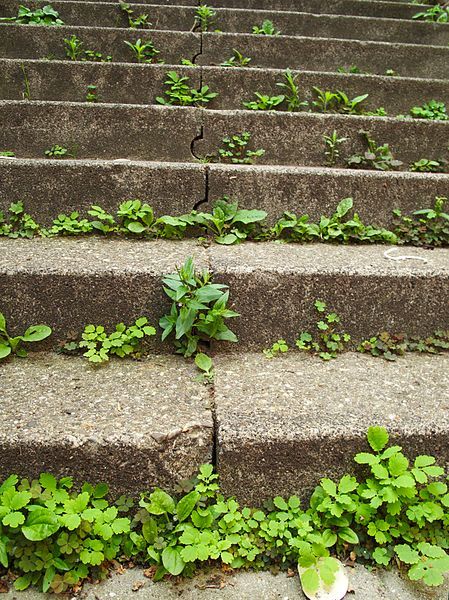 File:Stairs with weed.jpg