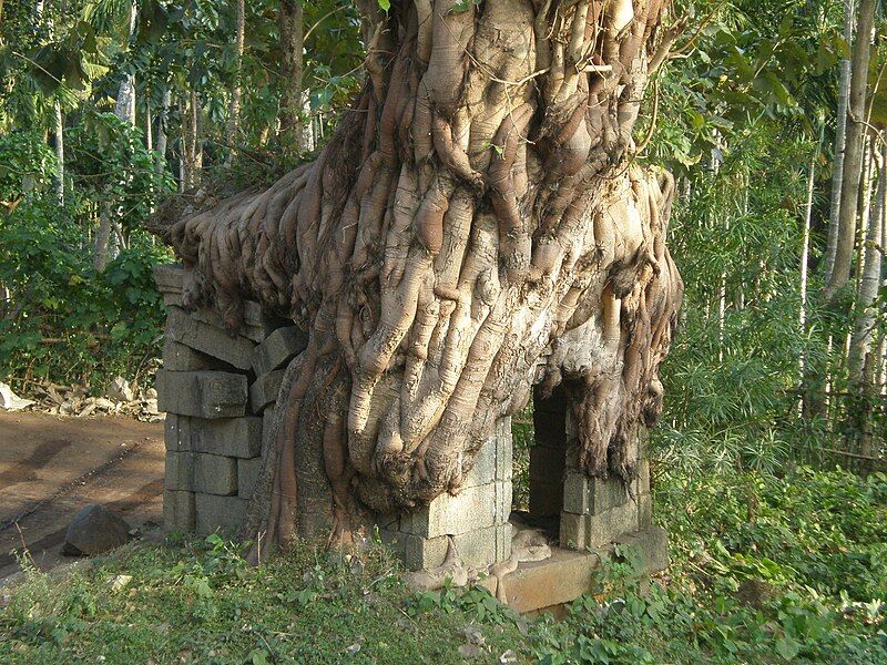 File:Stone tree.jpg