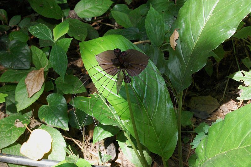 File:Tacca chantrieriRHu01.JPG