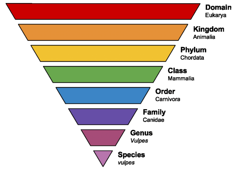 File:Taxonomic-Ranks.png