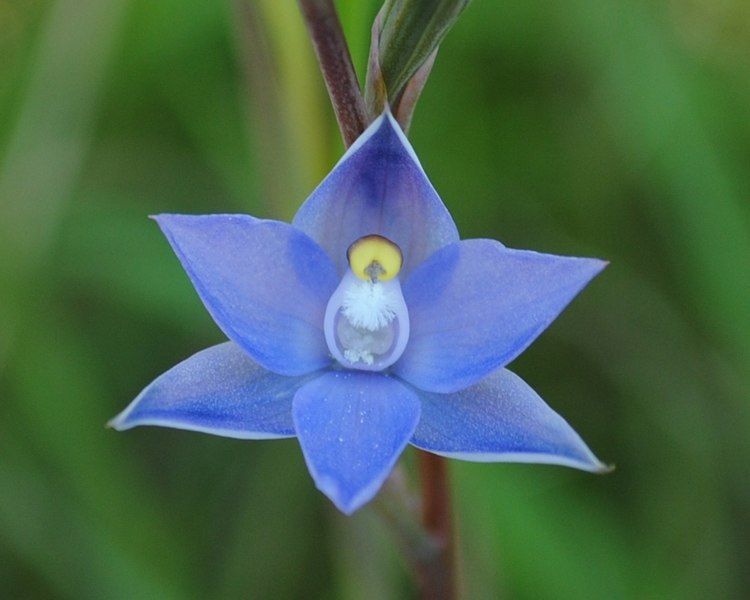 File:Thelymitra nuda.jpg