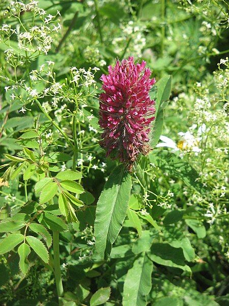 File:Trifolium rubens001.jpg