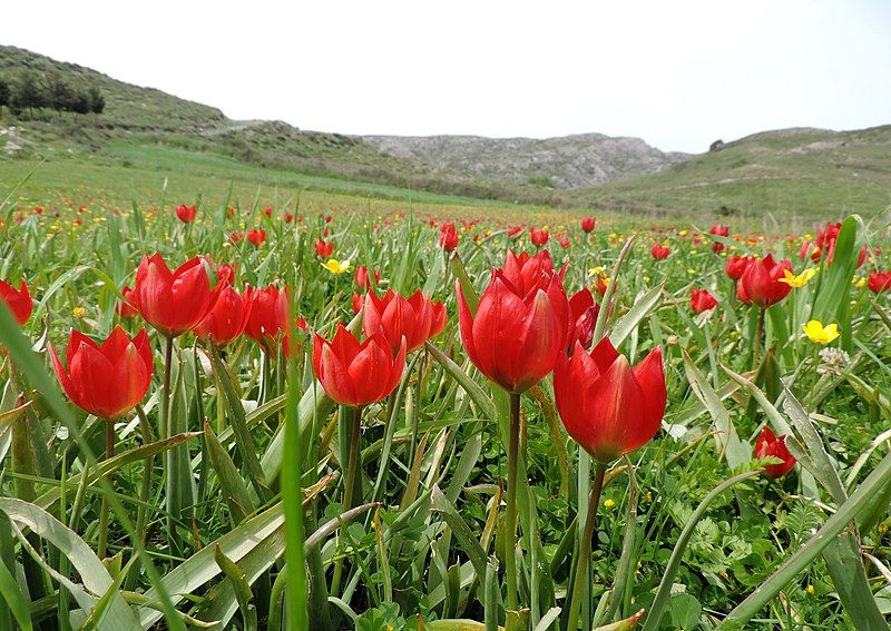 File:Tulipa doerfleri-Γερακάρι.jpg