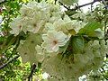 'Ukon' (Prunus lannesiana Wilson cv. 'Grandiflora')