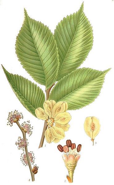 File:Ulmus glabra nf.jpg