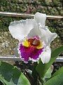 Cattleya cultivar close-up