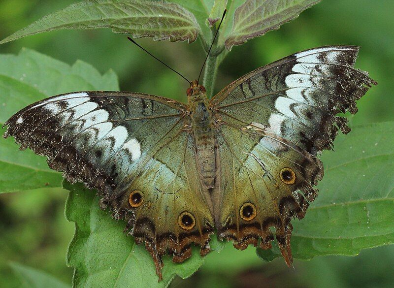 File:Vindula erota female.JPG