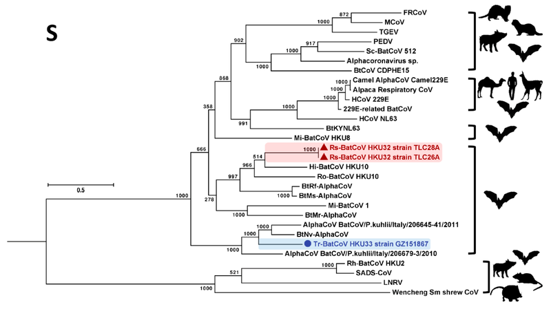 File:Viruses-11-00423-g004.png