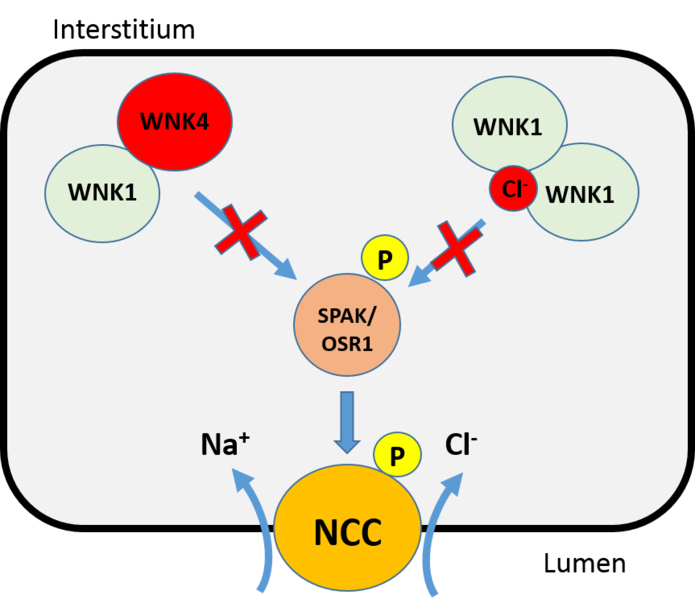 File:WNK1 inhibition.png