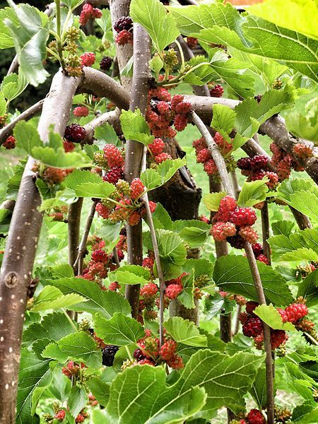 File:Weeping mulberry.jpg