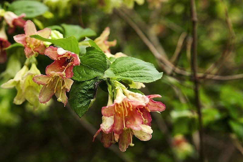 File:Weigela subsessilis 1.jpg