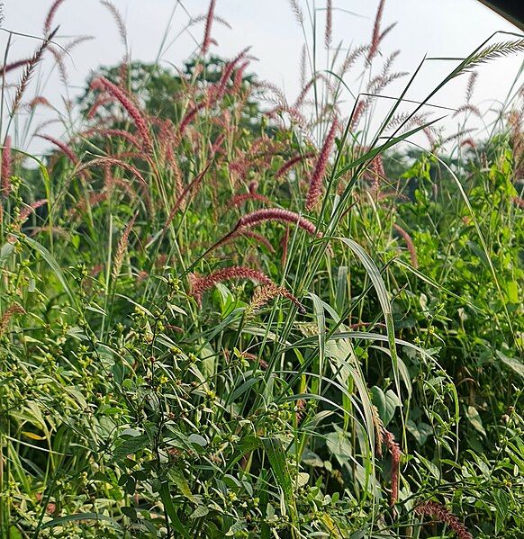 File:Wild Deenanath Grass.jpg