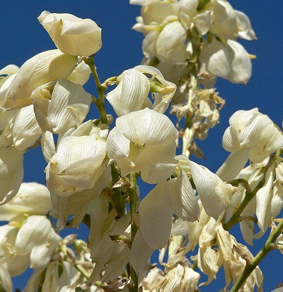 File:Yucca elata 2.jpg