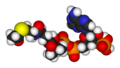 Acetyl CoA