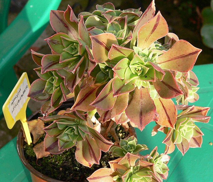 File:Aeonium leucoblepharum 02.jpg