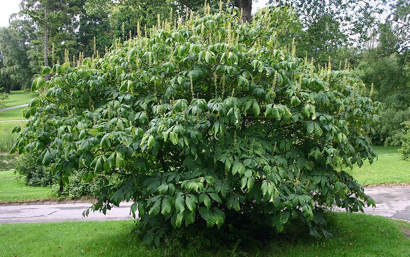 File:Aesculus-parviflora-habit.JPG