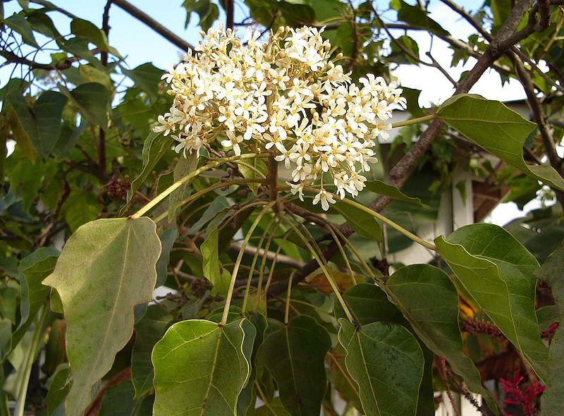 File:Aleurites moluccana flowers.jpg