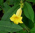 Allamanda neriifolia