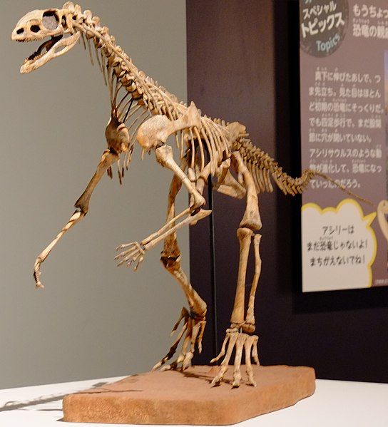 File:Asilisaurus front view.jpg