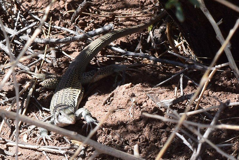 File:Aspidoscelis dixoni.jpg