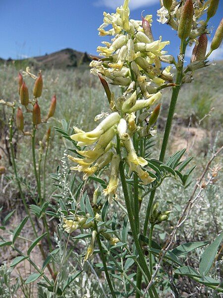 File:Astragalus scaphoides.JPG