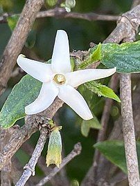 Growing in Wollongong Botanic Gardens