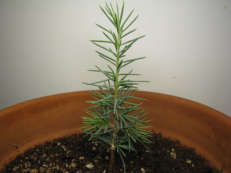 File:Baby Cedrus Libani.jpg