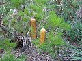 B. spinulosa spinulosa ANBG, Canberra