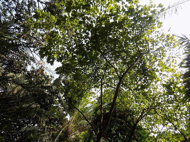 File:Bauhinia Picta -Arbre.jpg