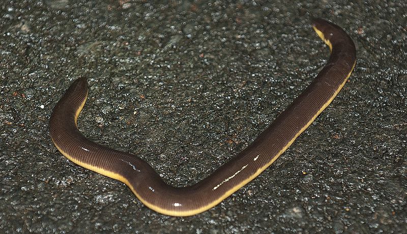 File:Beddome's Caecilian.jpg