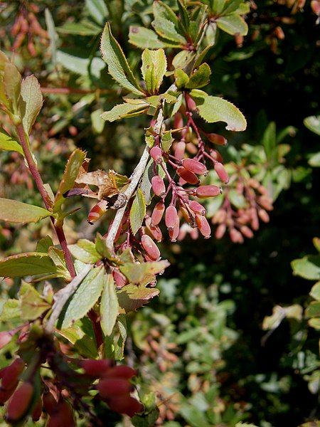 File:Berberis vulgaris fruits.jpg