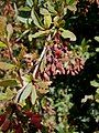 Berberis vulgaris fruits