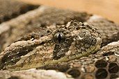 Puff adder (Bitis arietans)