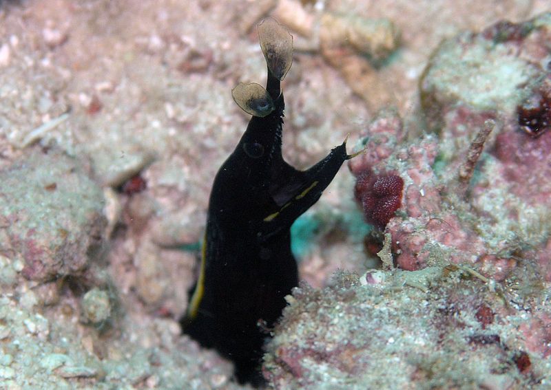 File:Black Ribbon Eel.jpg