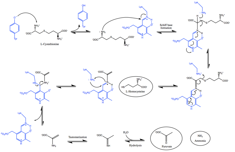 File:CBL PLP-dependent mechanism.png