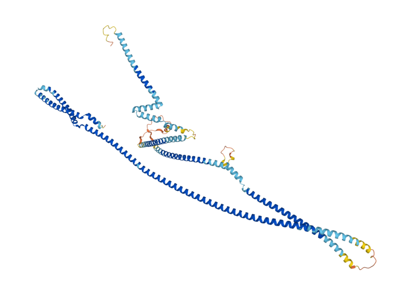 File:CUTL1 protein.png