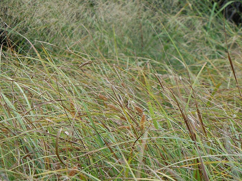 File:Carex utriculata (6442157653).jpg