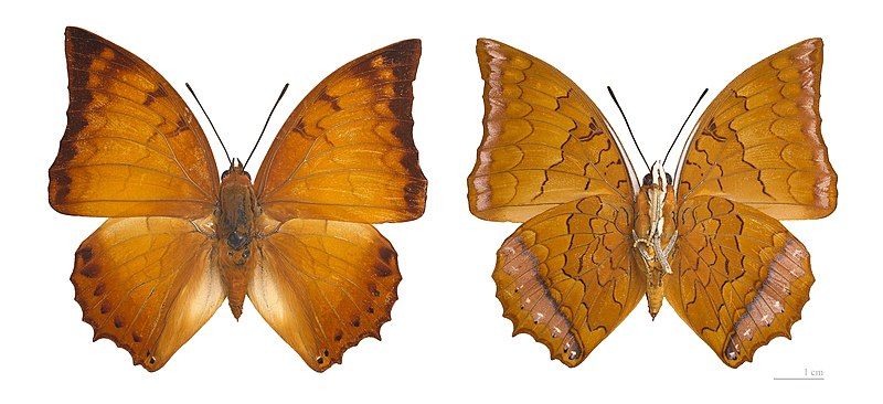 File:Charaxes distanti MHNT.jpg