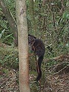 A trapped civet in the Zambales Mountains that was later released