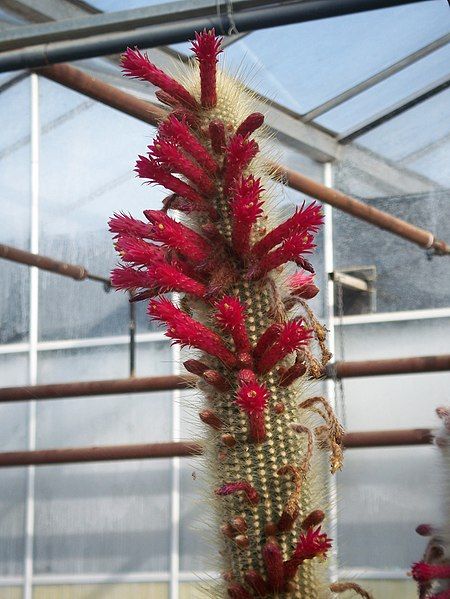 File:Cleistocactus strausii (3424130733).jpg