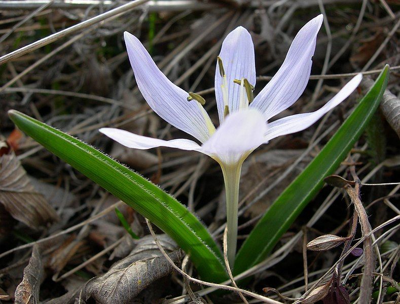 File:Colchicum hungaricum Szarsomlyo.jpg