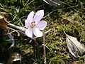 Colchicum hungaricum close-up