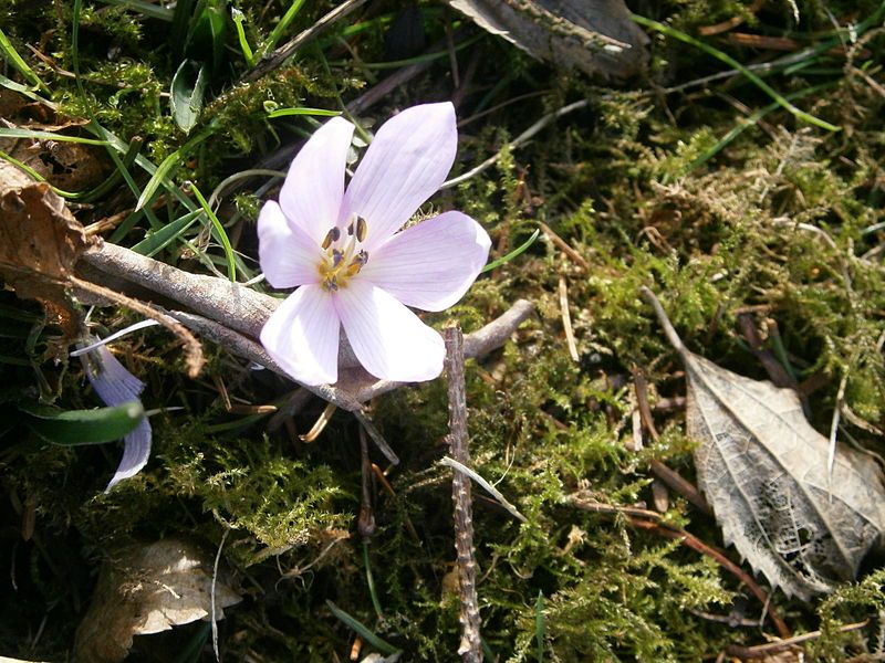 File:Colchicum hungaricum close-up.JPG